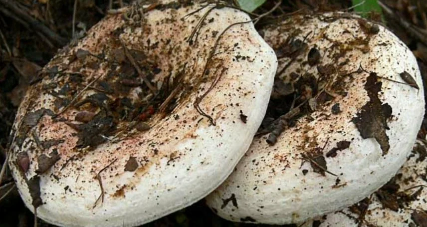 Как солить осиновые грузди. Осиновый груздь (Lactarius controversus). Подгруздок белый осиновый съедобен?. Груздь осиновый фото. Груздь осиновый и скрипица отличия.