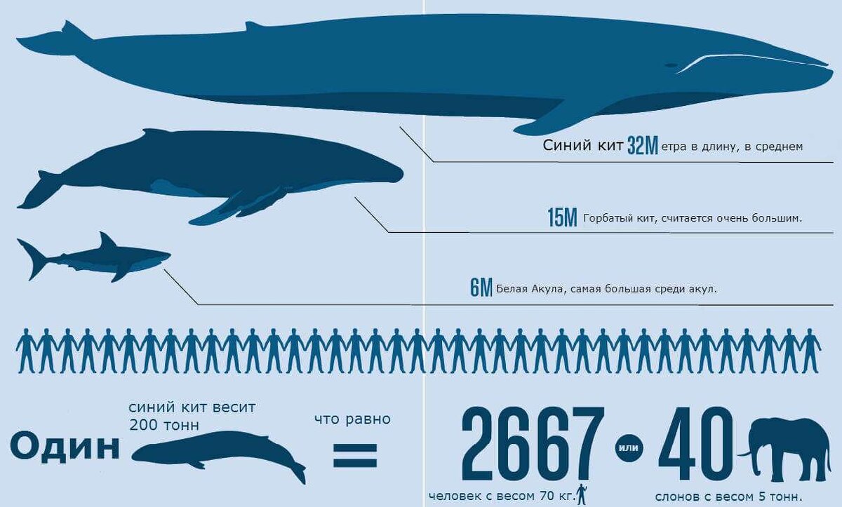 Синий кит Размеры в сравнении