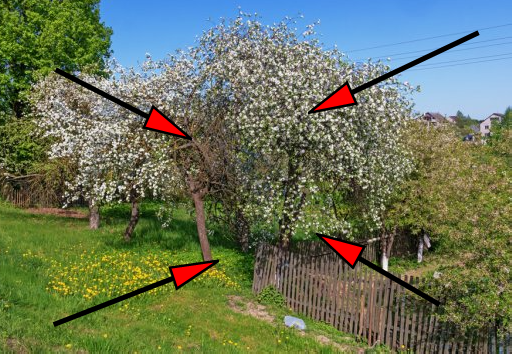 Рядом видно дерево, которое уже почти ссохлось