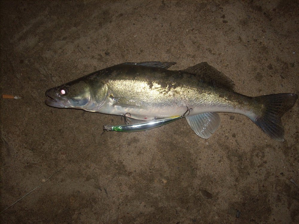 Селёдка (Top Water Minnow)