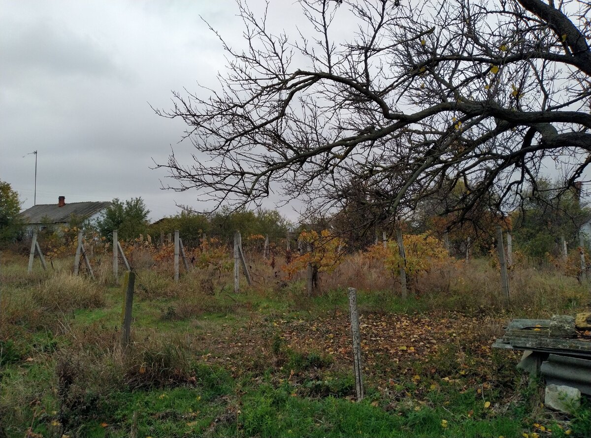 Когда-то там был шикарный виноградник