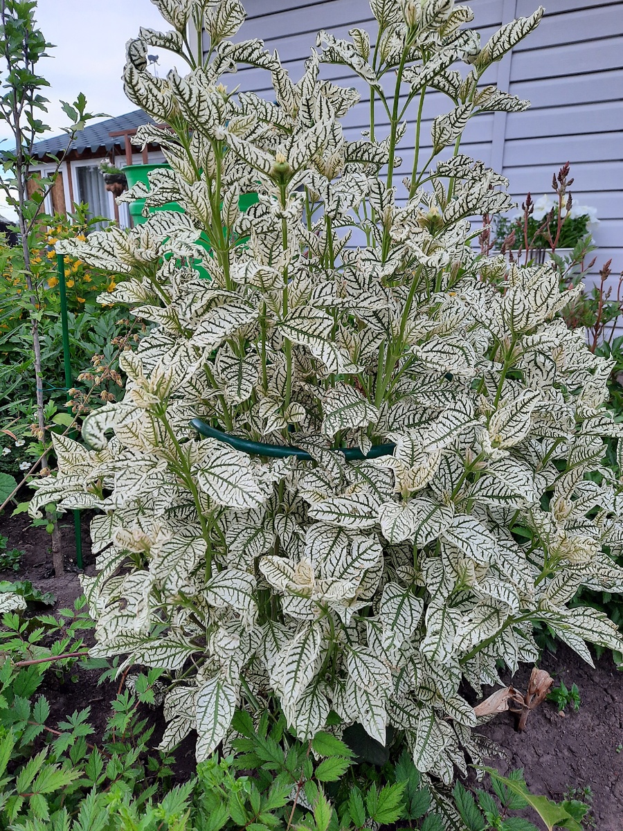 Гелиопсис в начале лета