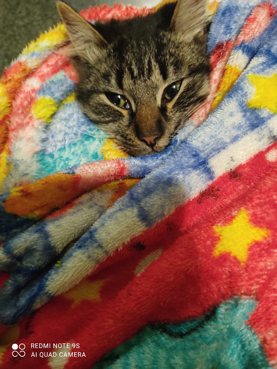 Котэ притворился больным. "От температуры даже глаза подкосило"