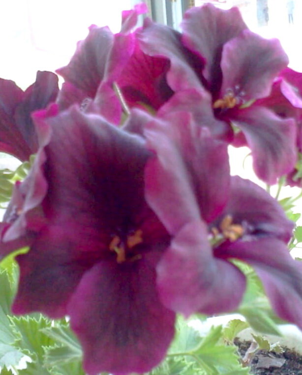 Пеларгония, с которой я взяла пыльцу