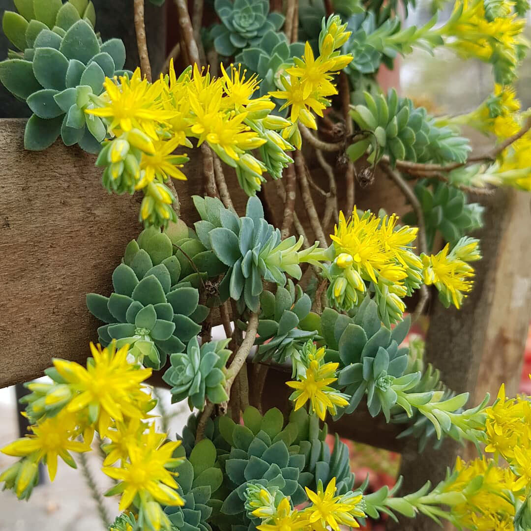 Houseplants 101: All About Succulents Succulents, Planting succulents, Succulent