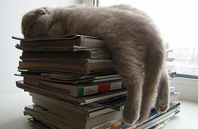 Фото найдено на Яндекс. Ослика не нашла, но так тоже похоже))).