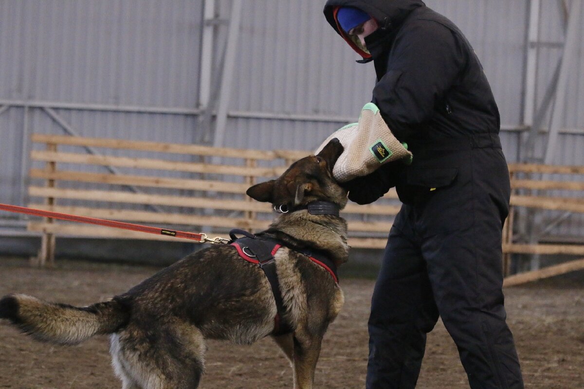 Немецкая овчарка питомника "На Страже Севера", фотограф: Светлана Васильцова