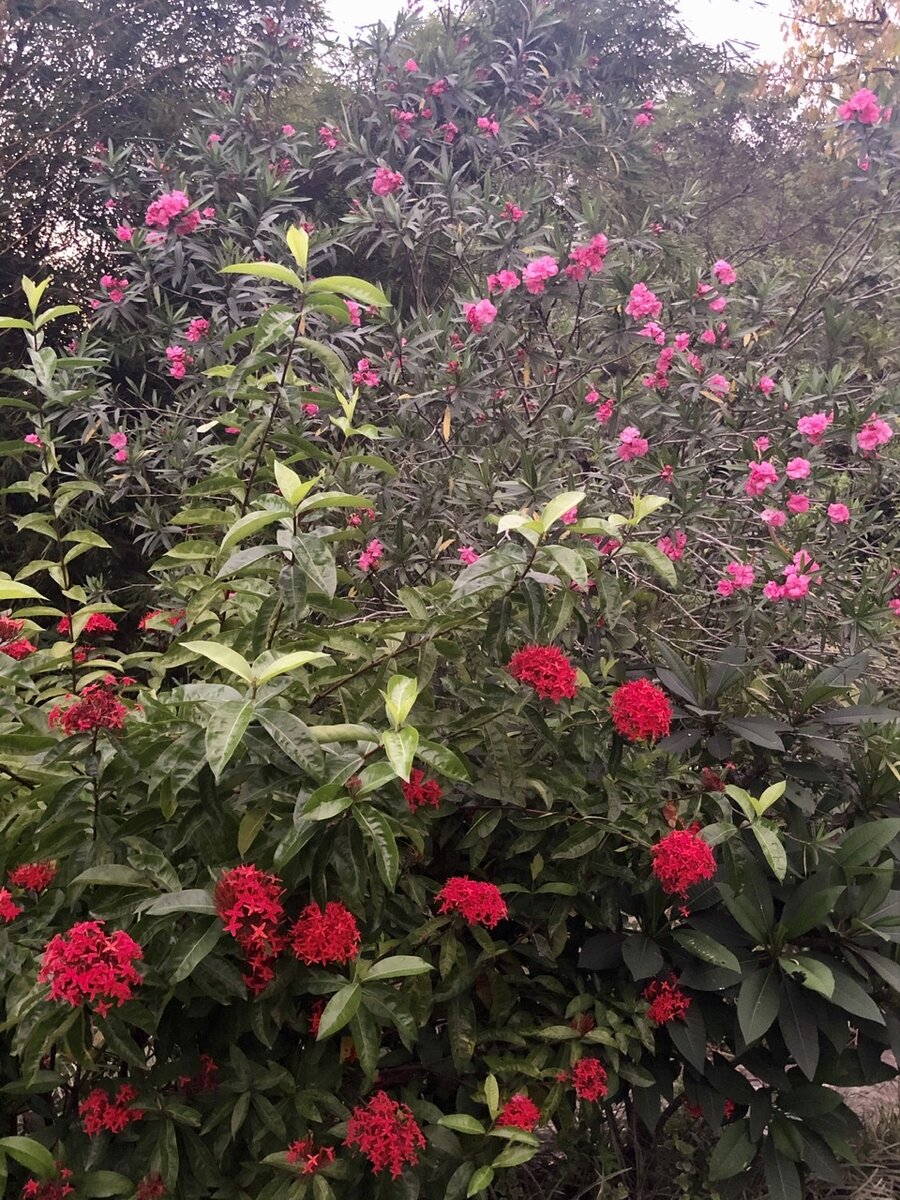 Олеандр в саду 