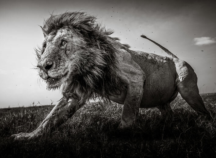 Финалист в категории «Дикая природа и природа». Источник: Graeme Purdy, worldphoto.org