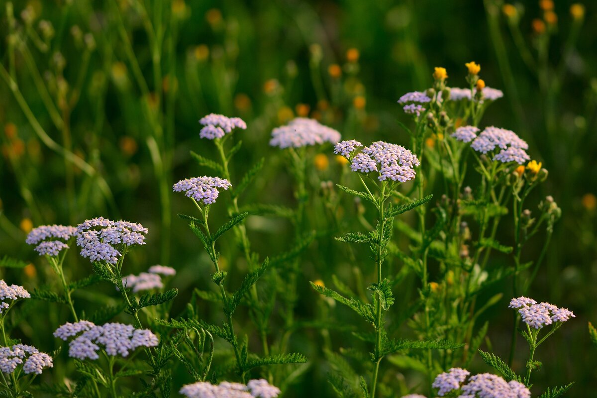 Тысячелистник (Achilléa millefólium)