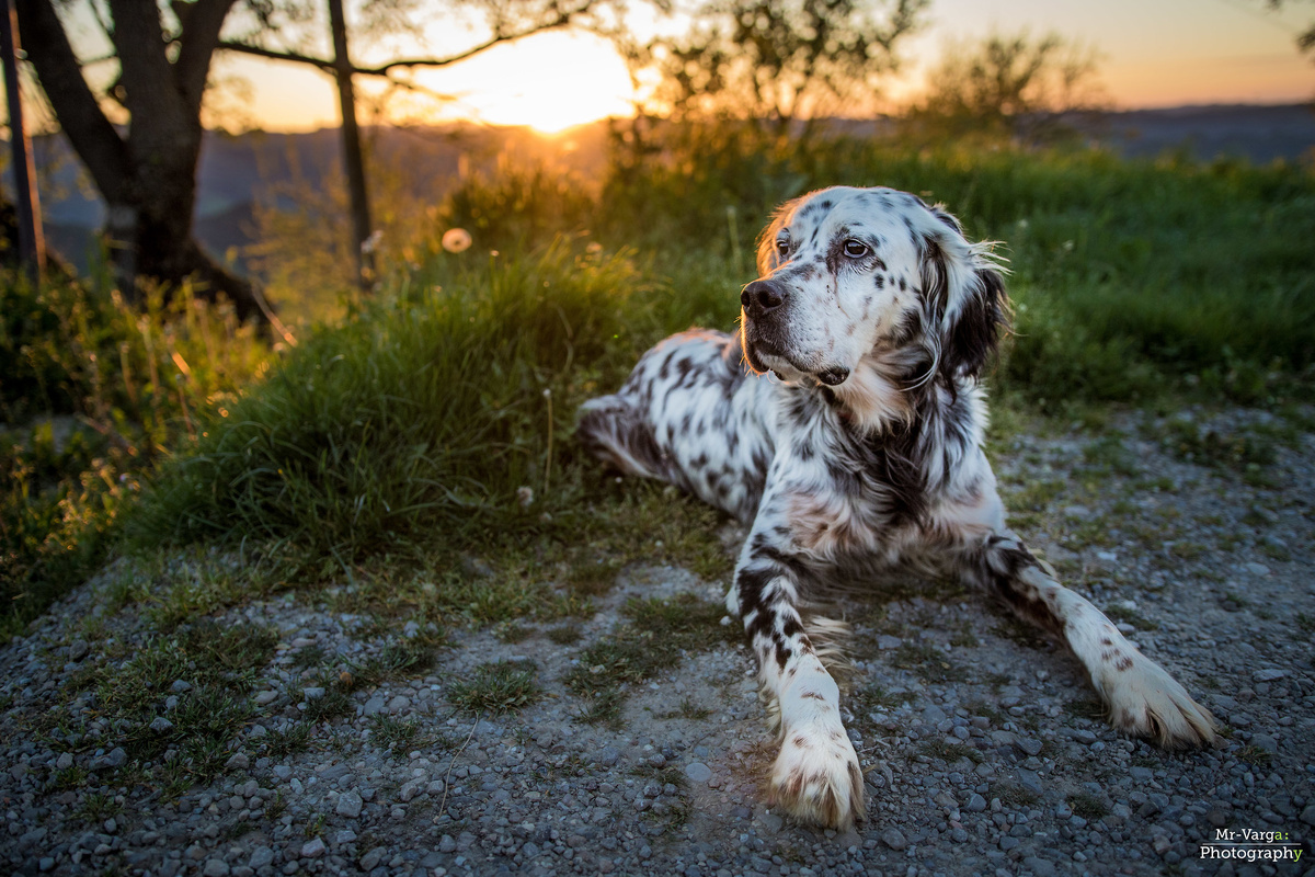 Английский сеттер