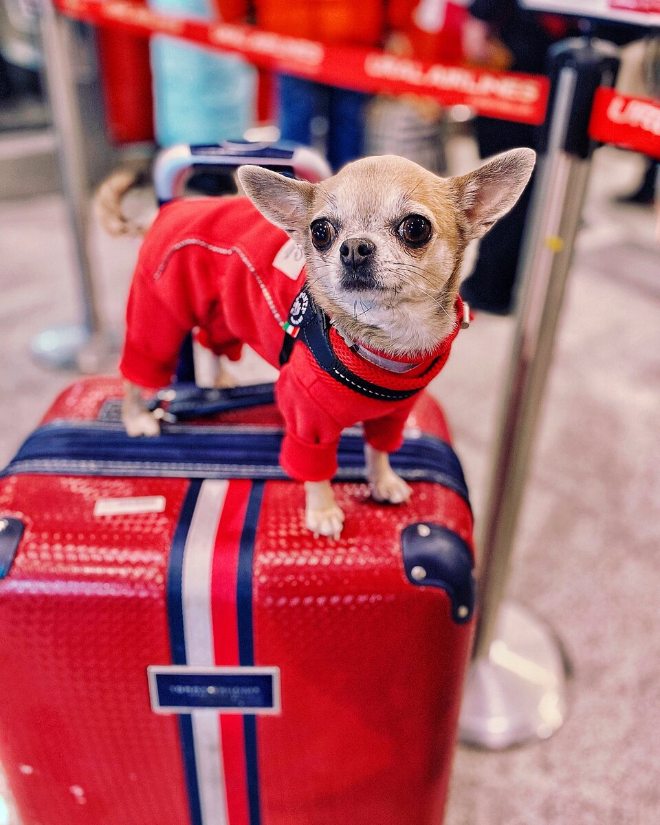 Instagram @chiwawa_bella