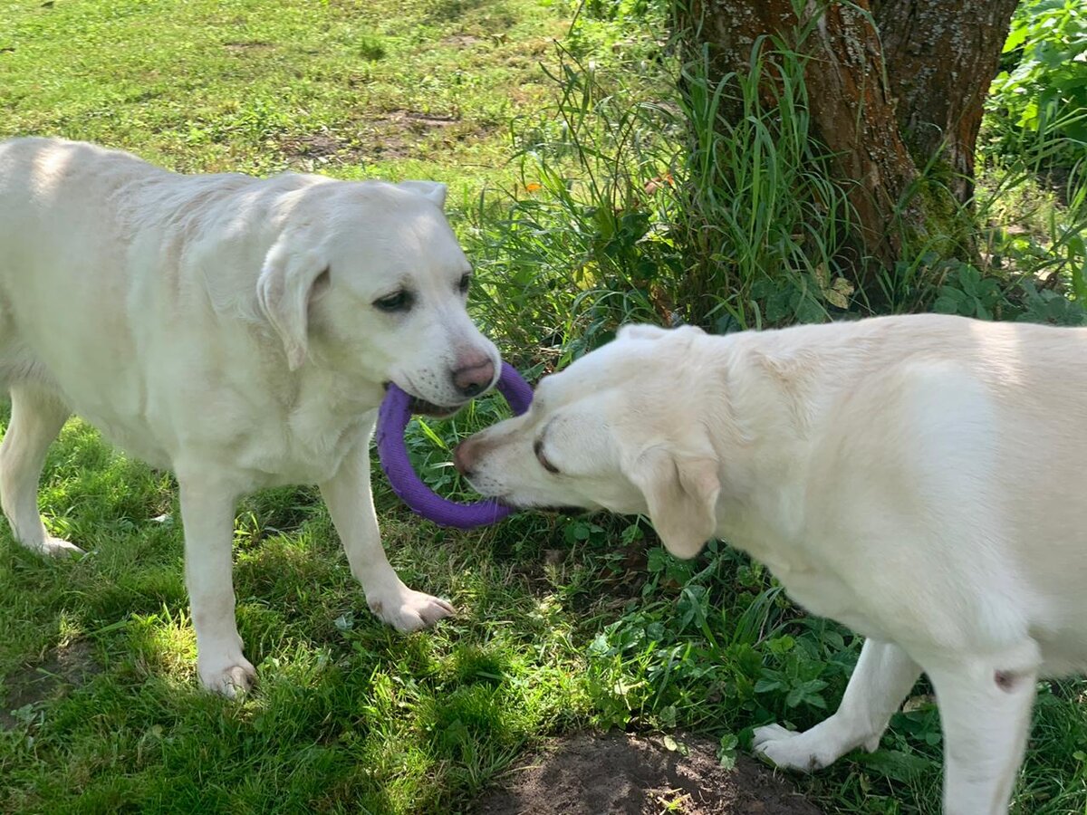 Поля и Глаша