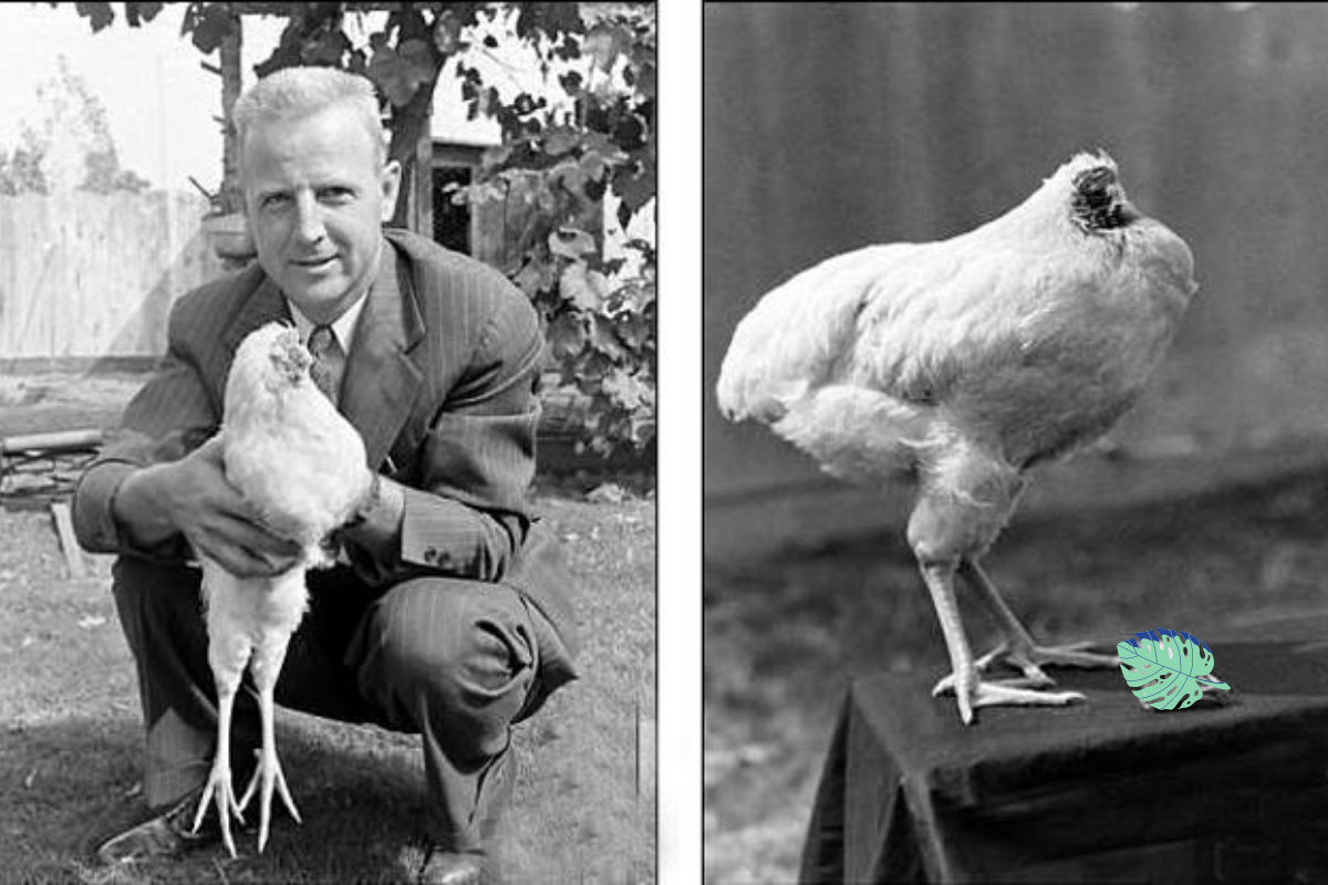 Цыплёнок Майк без головы. Курица жила без головы 2 года. Петух без головы прожил 18 месяцев.