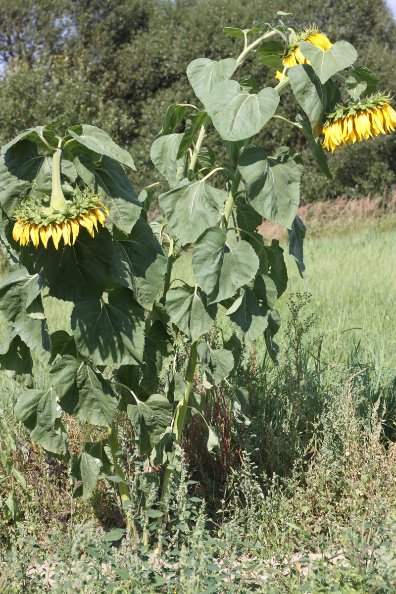 И никакие сорняки уже не страшны
