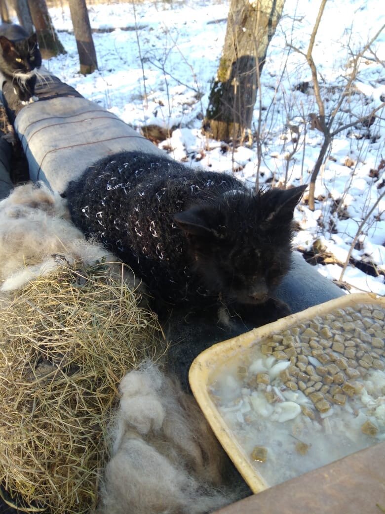 Котик, живущий а трубах
