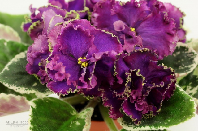 АВ - Дон Педро