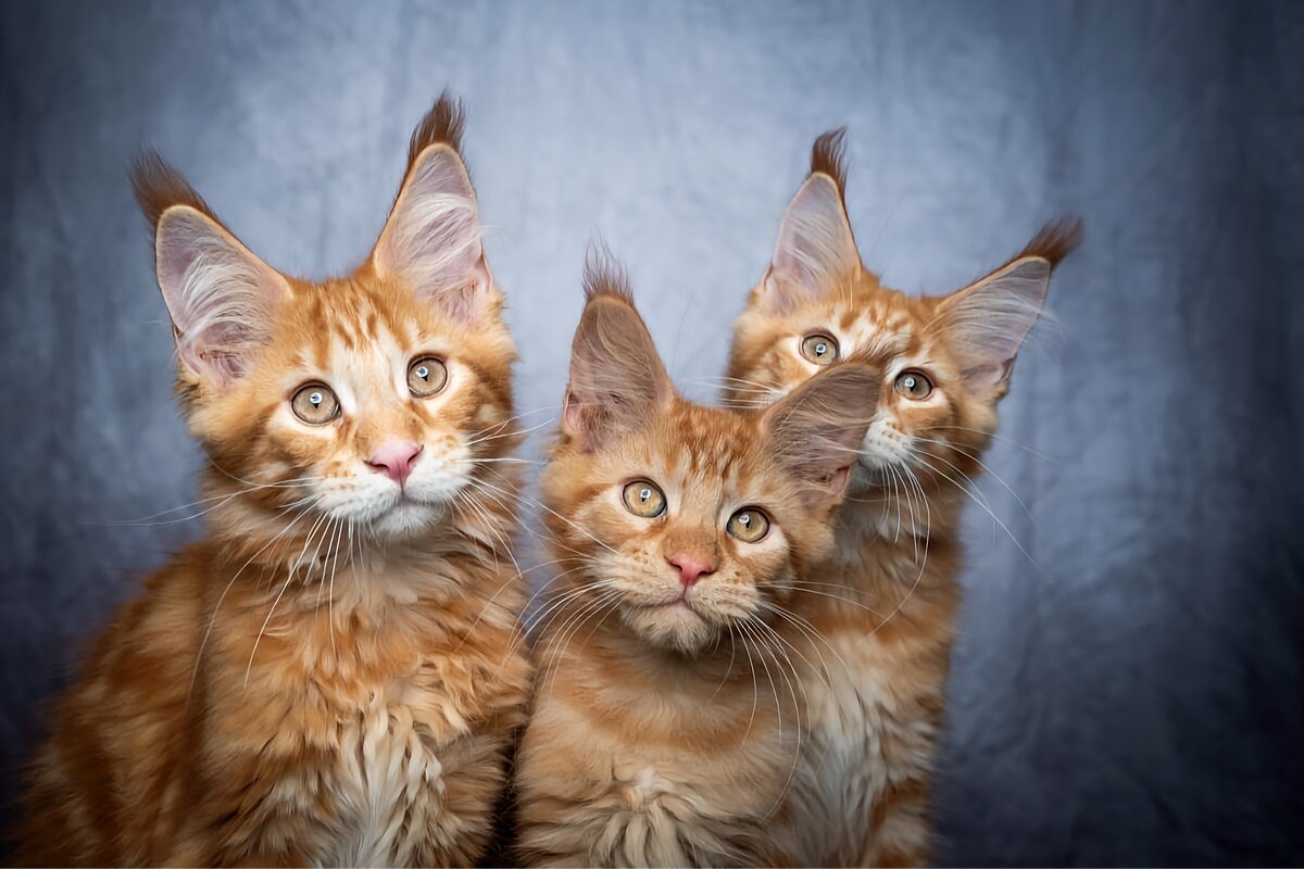 Перебарщивать не станет — коты не отличаются навязчивостью.