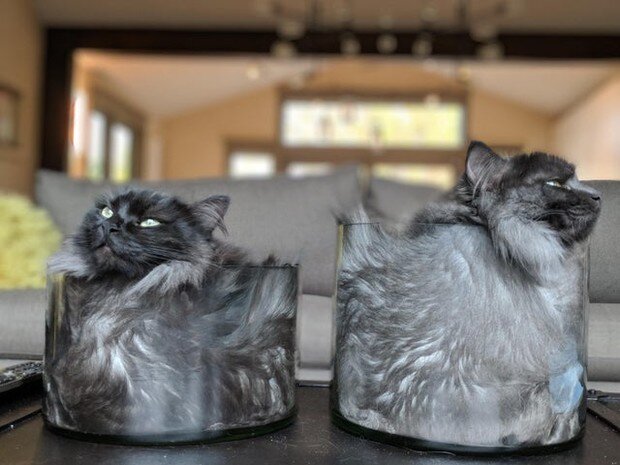 Коты - это жидкость! 