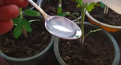 Сестра хвастается коренастой и крепкой рассадой. Проверила ее способ, такой "Мощной" рассады у меня еще не было. Делюсь способом