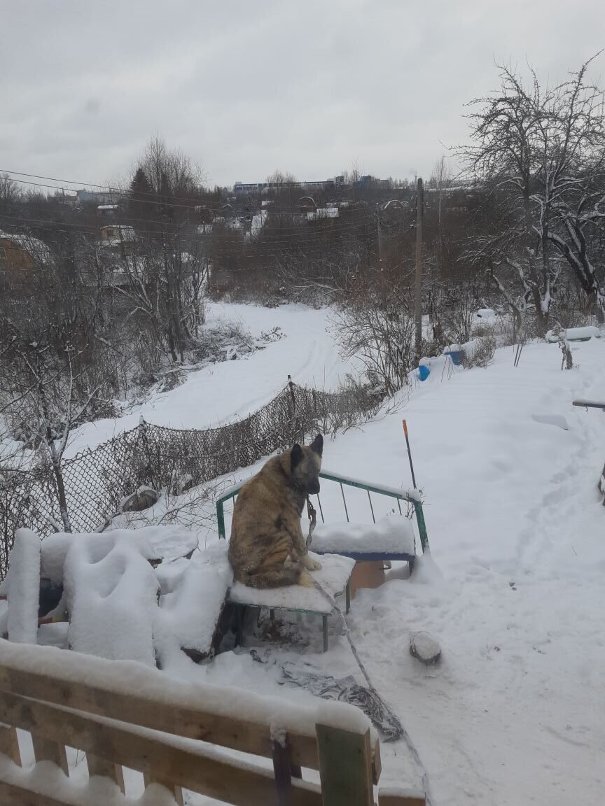 фото декабрьское... Мишаня при деле, смотрит за дорогой... по ней и бежала Рыжая