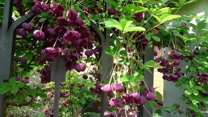 Шоколадная лиана: акебия в садах средней полосы | Волшебный сад | Дзен
