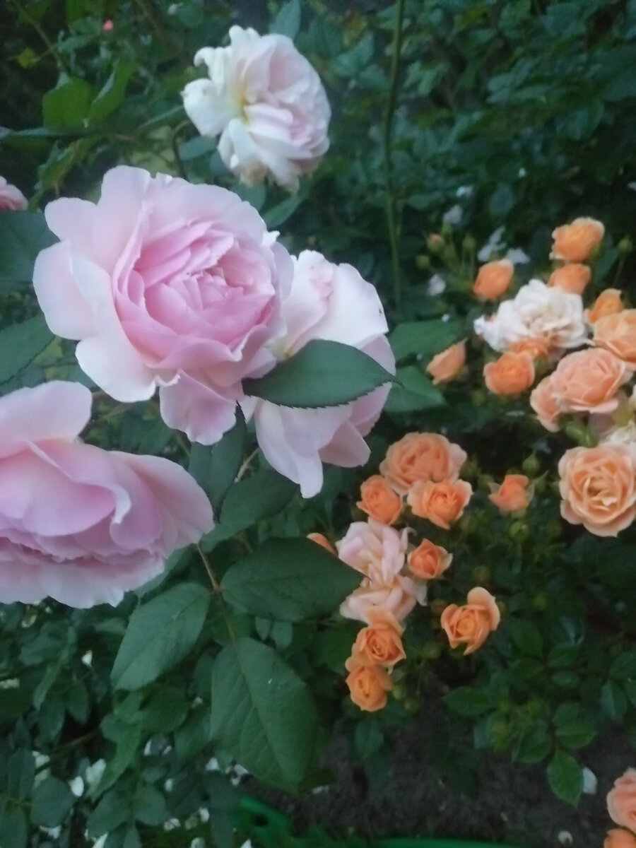 A Shropshire Lad/Э Шропшир Лэд, остинка, и Apricot Clementine/Априкот Клементин, патио-роза, здесь и далее - фото автора