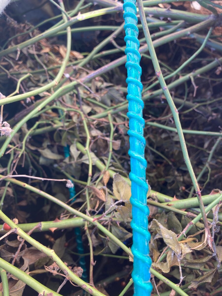 Роза Перениал Блю в укрытии. Фото 25 марта 2021 г.