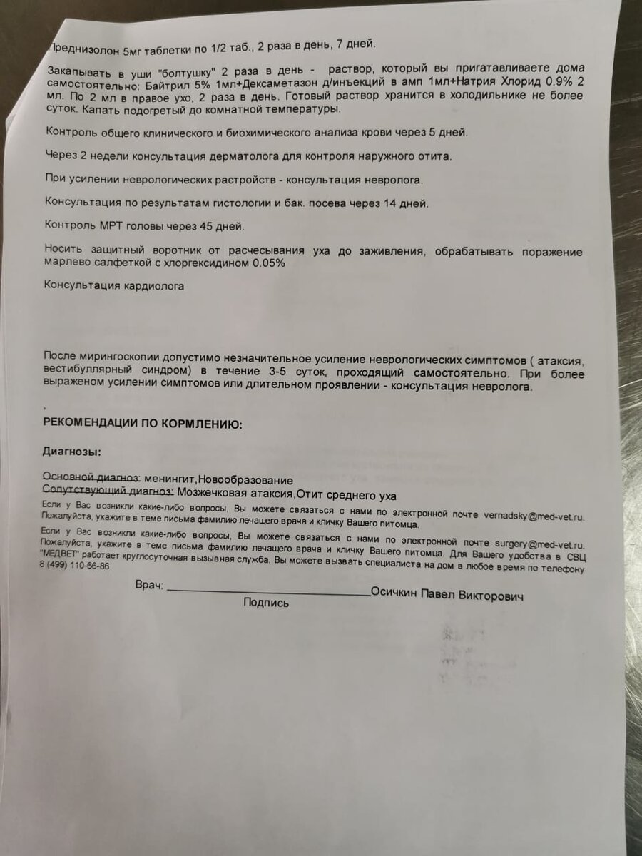 Тесса. Мрт головы кошки подтвердила наши подозрения, пришлось срочно делать  операцию.Держим кулачки, чтоб справилась. | Приют Лохматый друг | Дзен