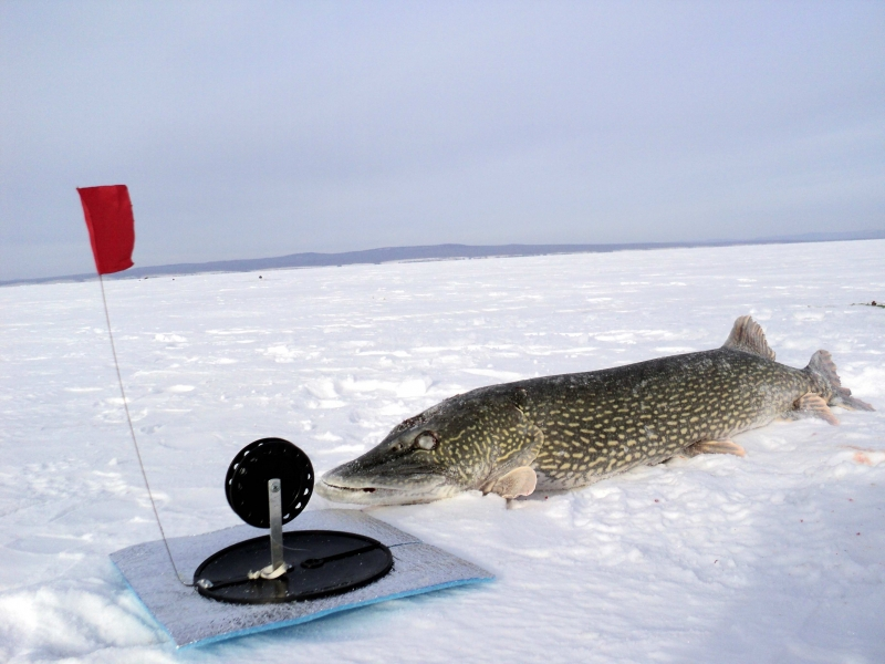 Fishing in the winter for pike on girders: rigging and installation, fishing sec