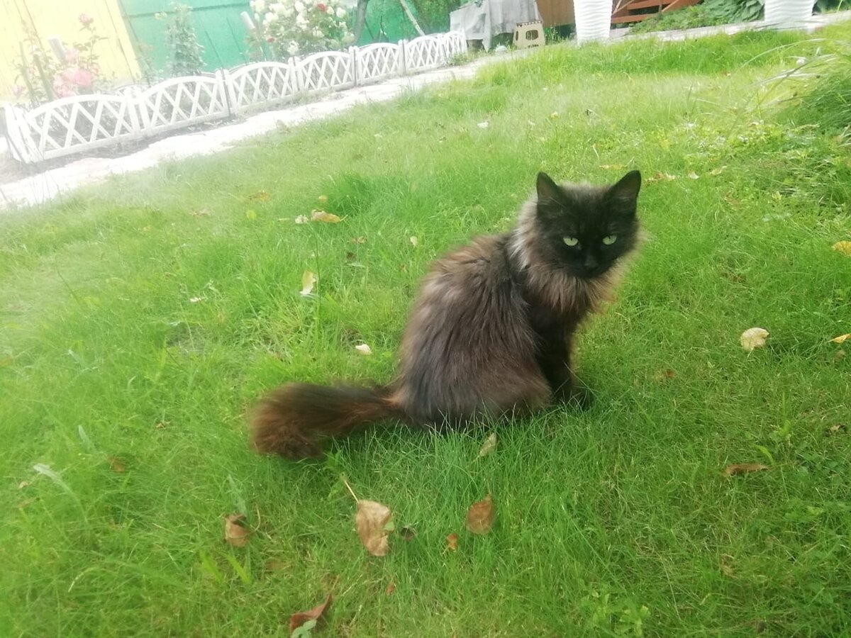 С возвращением, Элли. 🐈 Комментарий Анны, однажды искавшей для этой  кошечки дом | КОТО🐈БЛОГ | Дзен