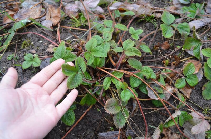 Клубника в начале апреля.