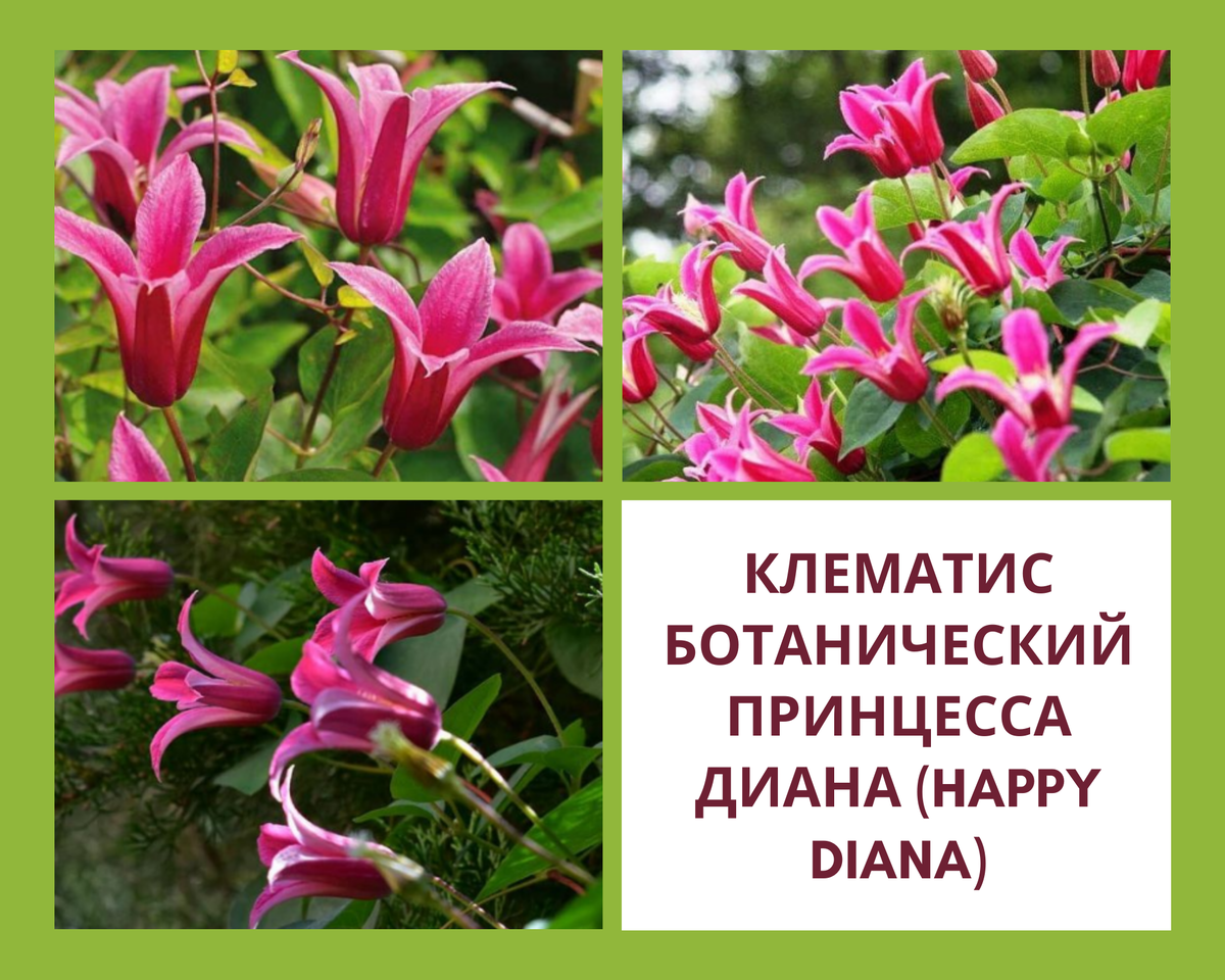Сорт Хеппи Диана. Цветёт все лето, цветочки до 7 см. Вырастает до 3-4 м.