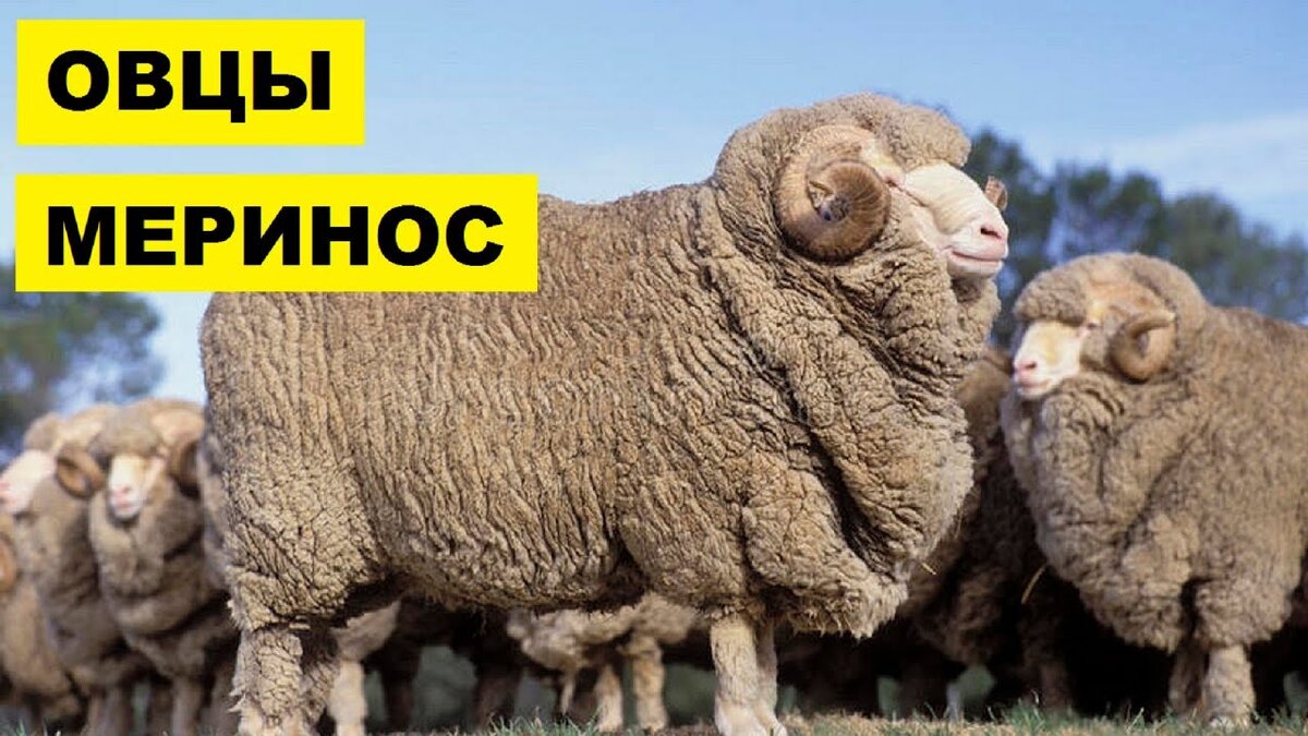 Овцы  меринос 