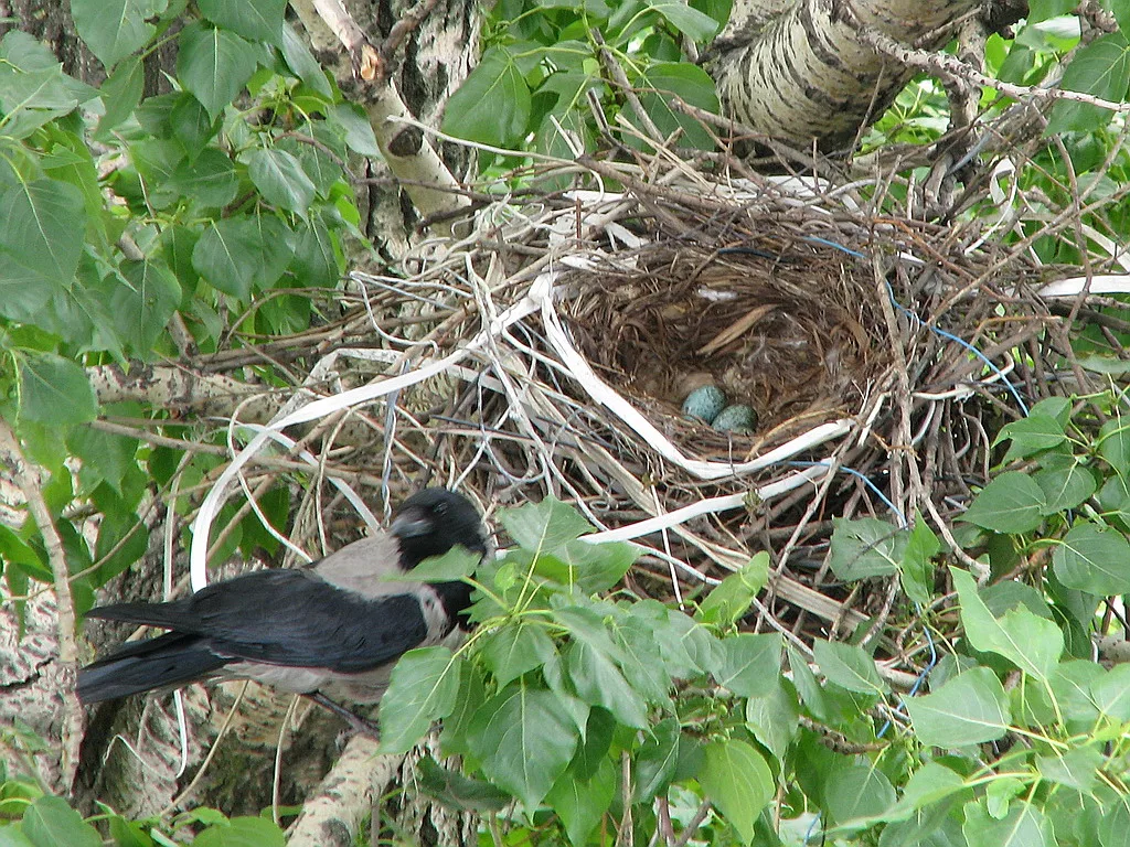 Гнездо рядом с домом. Гнездо вьюрка. Сорока птица гнездо. Гнездо ворона. Гнездо вороны.