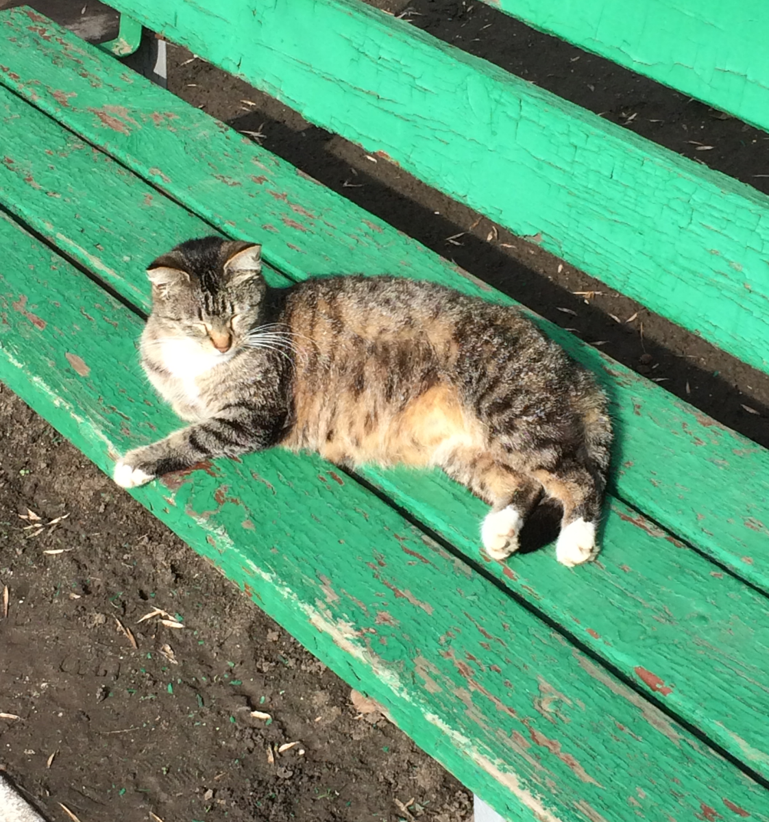 Ростов котики. Кот в Ростове