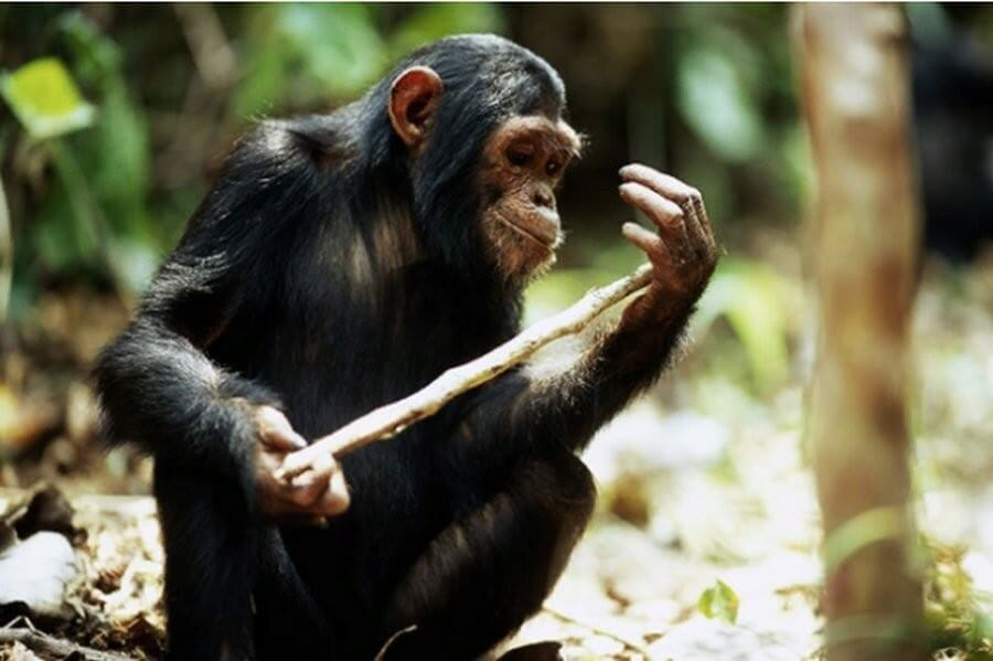 Шимпанзе играть. Шимпанзе. Обезьяна с палкой. Обезьяна с палкой в руках. Шимпанзе фото.