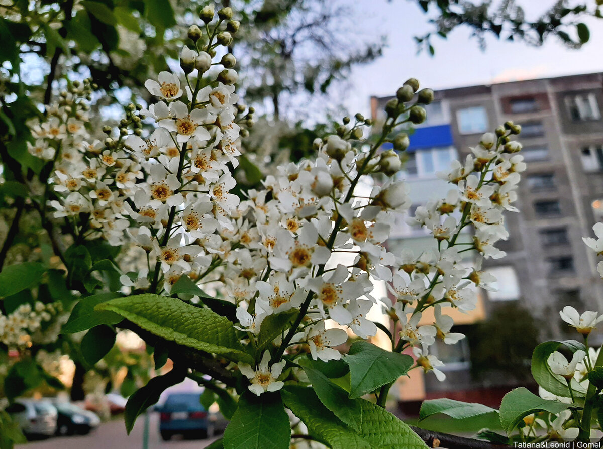 Черемуха картинки