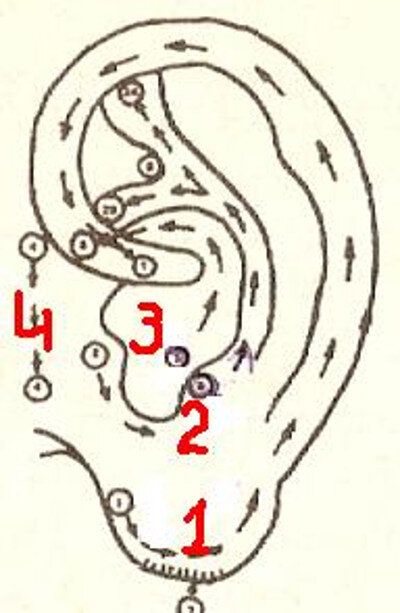 Направления массажных линий на ушной раковине человека