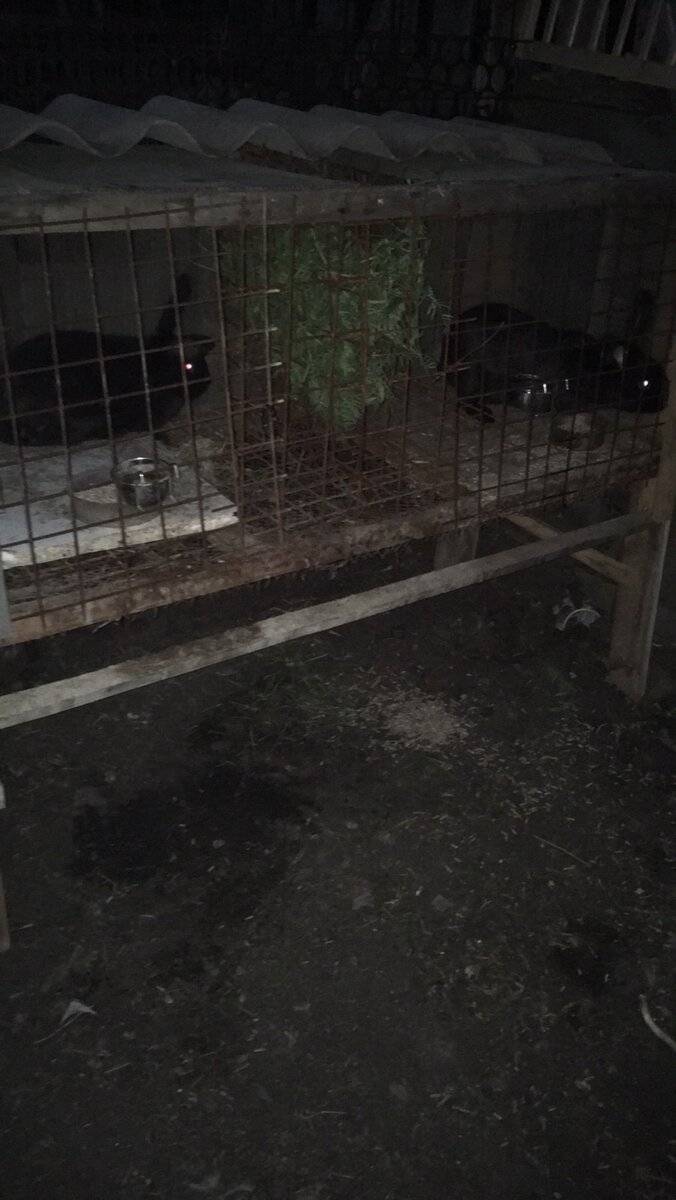 Кролики на новом месте