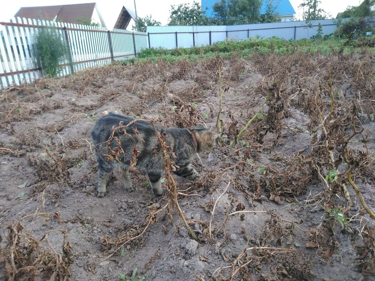 Моя вчерашняя работа - грядки от сорняков очищала, к копанию картошки готовимся.