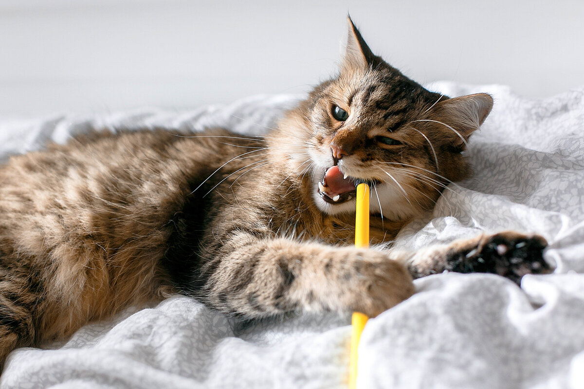 Как понравиться кошке: 8 способов, одобренных наукой