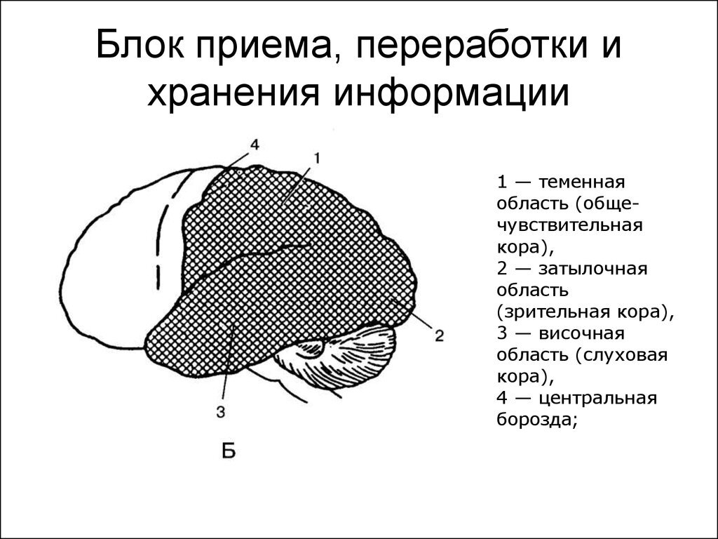 Блоки мозга по лурия с картинками