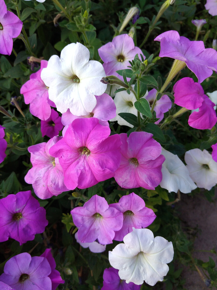 Разноцветные петунии сами размножаются - семена падают каждую осень и проравстают каждую весну, образуя нежный ковер из цветов!