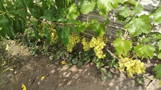 Сорта винограда гарантированно вызревающие в условиях Брянска среднейполосы России