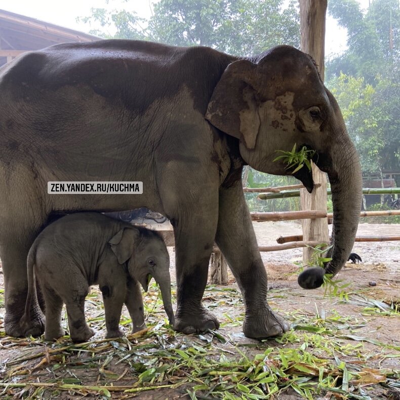 В гостях у слонов