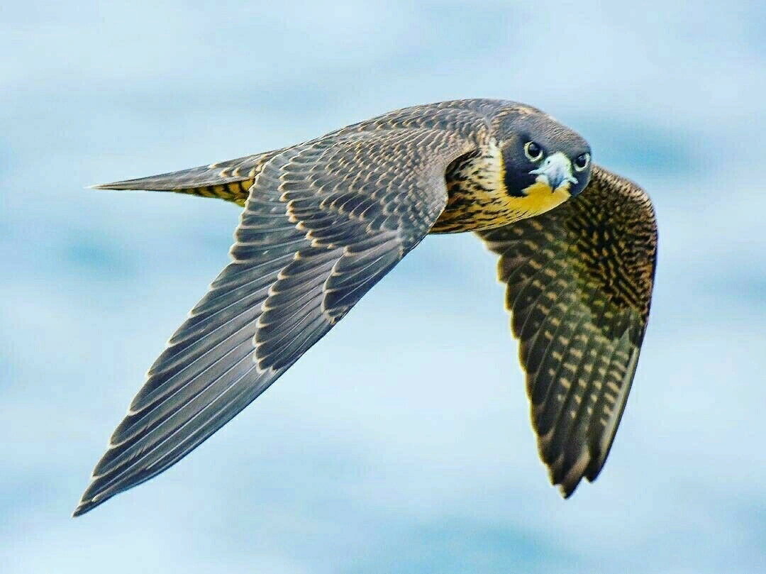 Скорость полета сапсана. Сапсан птица. Сапсан Falco peregrinus. Сокол Сапсан в полёте. Сокол Сапсан Крылья.