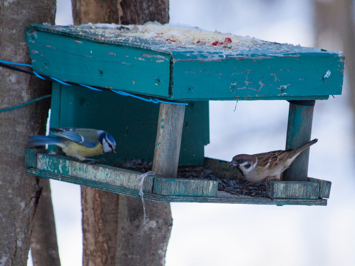 Лазоревка и полевой воробей на кормушке. Фото автора