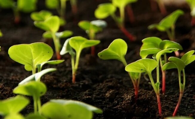 Редиска в качестве маячной культуры