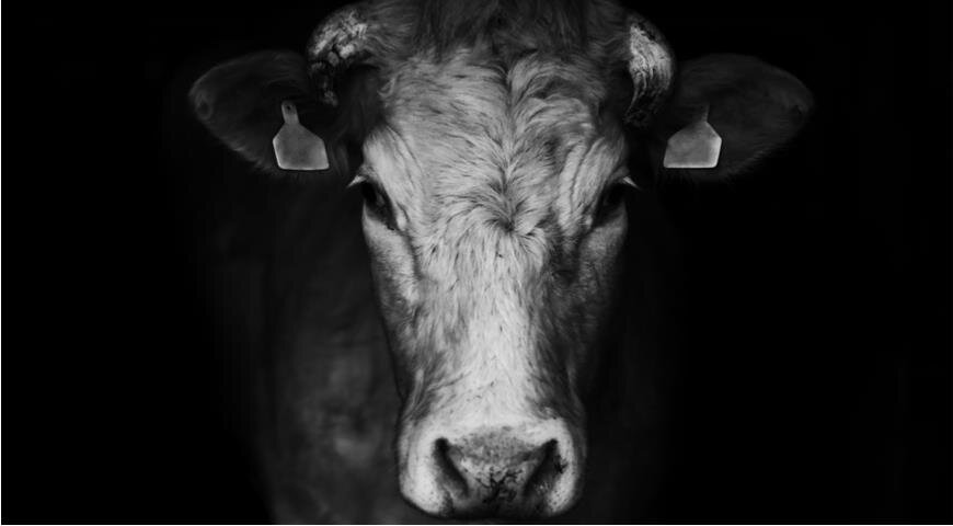 Редуктарианцы стараются сократить в рационе продукты животного происхождения и борются за права животных